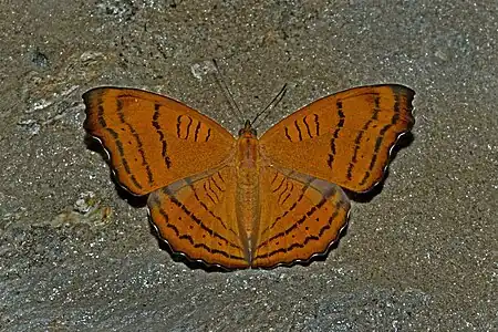 Dorsal view
