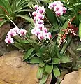 Orchids and Bromeliads