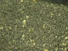 Lasiodiplodia theobromae sporulating in lesion on papaya