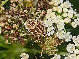 Carpocoris mediterraneus, nymph