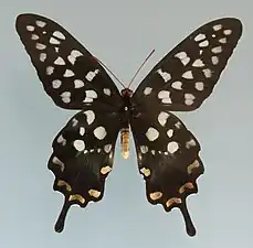 Specimen at the National Zoological Museum of China