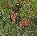 Cones of P.&nbsp;edulis