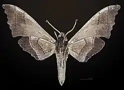 Male underside