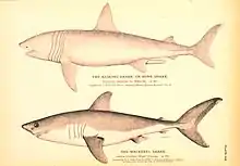 Monochromatic drawings of two sharks, one labeled "the basking shark, or bone shark – Cetorhinus maximus", and the other "the mackerel shark – Lamna cornubica"