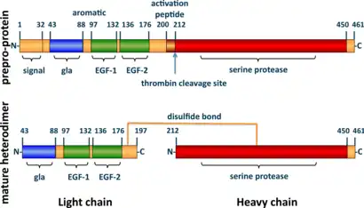 A tube diagram representing the linear amino acid sequence of the preproprotein C (461 amino acids long) and mature heterodimer (light + heavy chains) highlighting the locations of the signal (1-32), gla (43-88), EGF-1 (97-132), EGF-2 (136-176), activation peptide (200-211), and serine protease (212-450) domains. The light (43-197) and heavy (212-461) chains of the heterodimer are joined by a line representing a disulfide bond between cysteine residues 183 and 319.