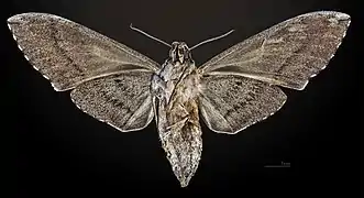 Female, ventral view