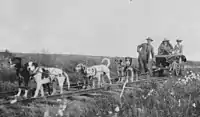 Image 11Cart dogs, c. 1900; different in appearance but doing the same work (from Dog type)
