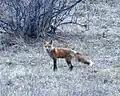 Red fox