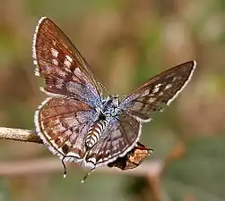 Female in Hyderabad