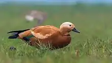 Ruddy Shelduck