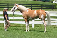 A palomino horse with irregular white spotting