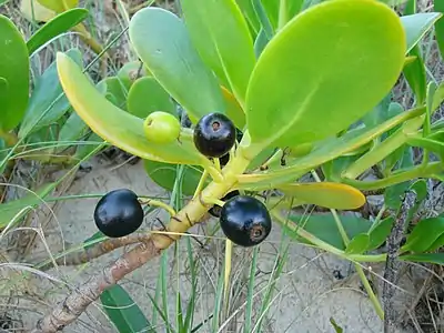 Black fruit of S.&nbsp;plumieri