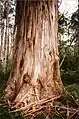 80 metre tall shining gum, Snowy River National Park, Australia