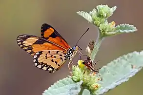 Male A. s. serenaGambia