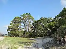 A section of South End Trail passes through a sandy beach plant community and continues into a pine-dominated forest.