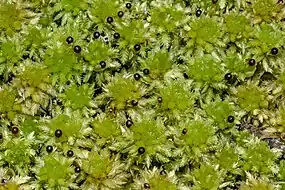 Dense cluster of sphagnum australe heads with sporophyte dark, spherical heads dotted in-between leaves and stems.