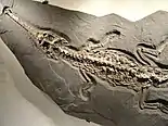 Steneosaurus bollensis specimen