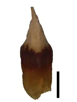 Spikelet (black scale bar represents 1&nbsp;mm)