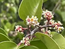 Flowering, note the clustered flowers