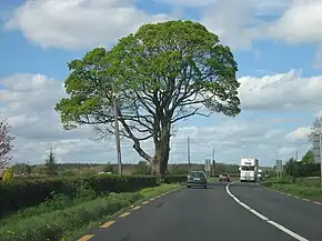 Sycamores_on_the_N8,_County_Laois_-_geograph.org.uk_-_1801724.jpg