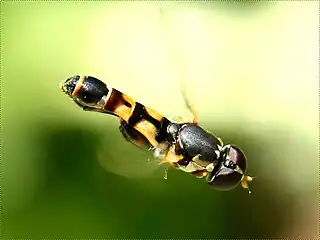Thick-legged hoverfly