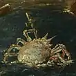 Crab with cross