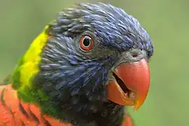 Rainbow lorikeet (Trichoglossus moluccanus)