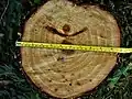 Stump showing rapid stem diameter increase (>40 millimetres (1+1⁄2&nbsp;in) per annum)