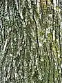 Bark of 35-year-old 'Lobel'