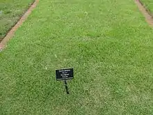 Closely mowed turf in a research garden