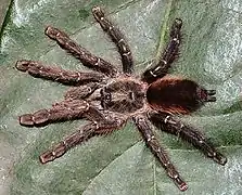 Adult female Y.&nbsp;sooretama