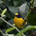 Yellow-throated euphonia (Euphonia hirundinacea), Veracruz, Mex. (2014).