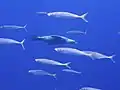 California Sea lions (Zalophus californianus) swimming past fish, Guadalupe Island, Mexico