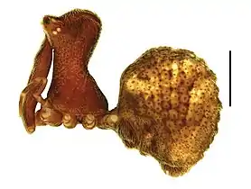 Zephyrarchaea grayi (Archaeidae), showing the "neck" and long chelicerae (bar = 1&nbsp;mm)