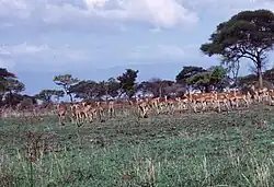 A number of impalas grazing in a field