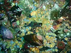 Anemones and mussels