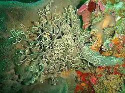 Basket star on sponge
