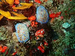 Gasflame nudibranchs