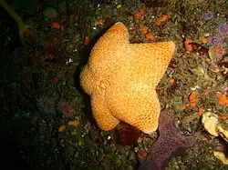 Brooding cushion star