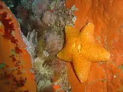 Brooding cushion star