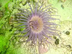 Burrowing anemone
