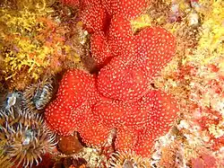 Colonial ascidians
