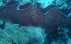 This large Barrel Sponge is competing with Fire Coral, Brain Coral and a Sea Whip.