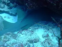 Nurse Sharks can often be seen resting in caves on the Fathom during the day. Almost 2 m long and safe from a lethal head shot from a fisherman.