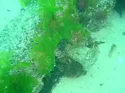 Head of a bronze drift bolt