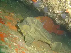 Horsefish are sometimes found in the cracks between the rocks