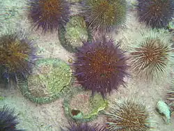 juvenile abalone and sea urchins