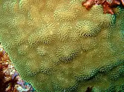 Mustard Hill Coral is very healthy on the Fathom and the Inner Reef.