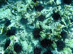 Photo of both types of Urchin may live on the same terrain on Cobblers reef as this sandy shot shows