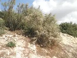The Retama bush (Rotem)